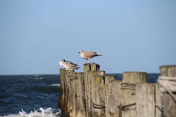 Frau Zimmervermittlung Zingst: Käptn Blaubär Frau Zimmervermittlung Zingst: Käptn Blaubär
