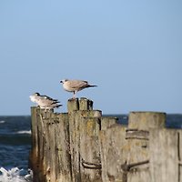 Frau Zimmervermittlung Zingst: Käptn Blaubär Frau Zimmervermittlung Zingst: Käptn Blaubär
