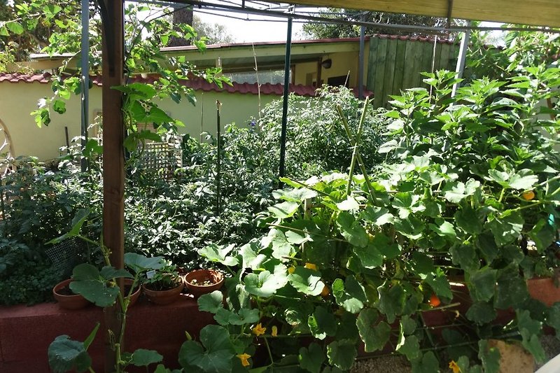 our vegetable-/herbs-/home-garden
