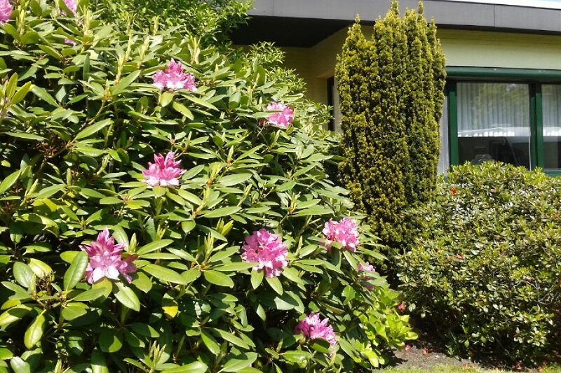 Rhododendron vorm Haus