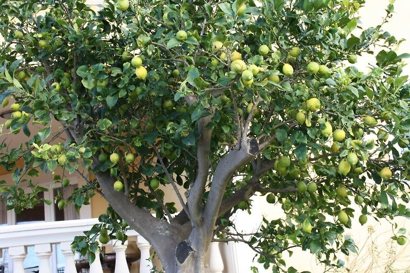 Der Zitronenbaum an der Terrasse gab dem Haus den Namen