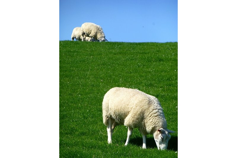 Schafe und Deich!