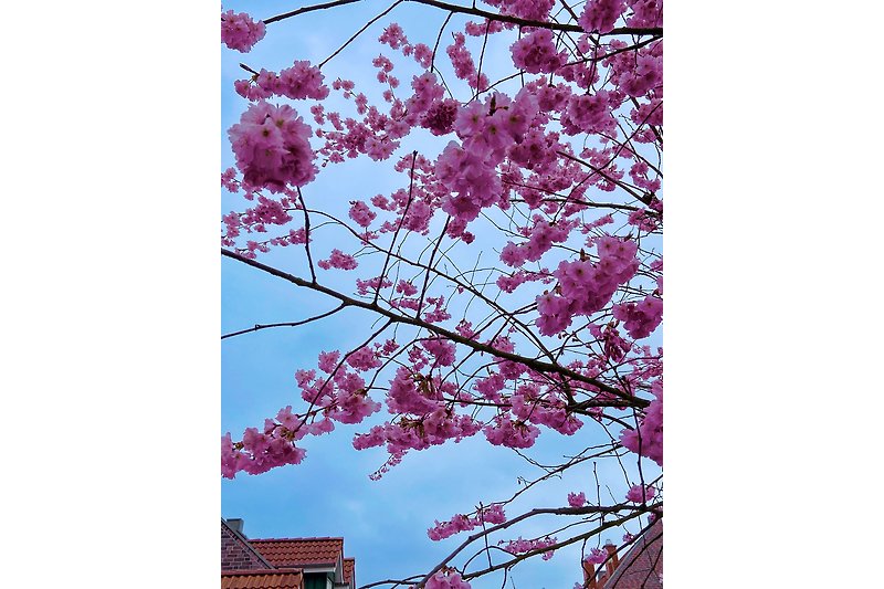 Frühlingsblüten am Baum und im Hintergrund das Gebäude.