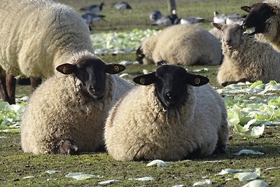 Nuvola di pioggia piatta per le vacanze