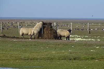 Nuvola di pioggia piatta per le vacanze