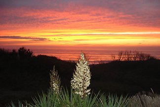 Oceanfront Le Moana No. 9