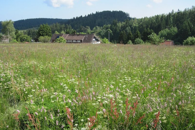 Blumenwiese in Altenau