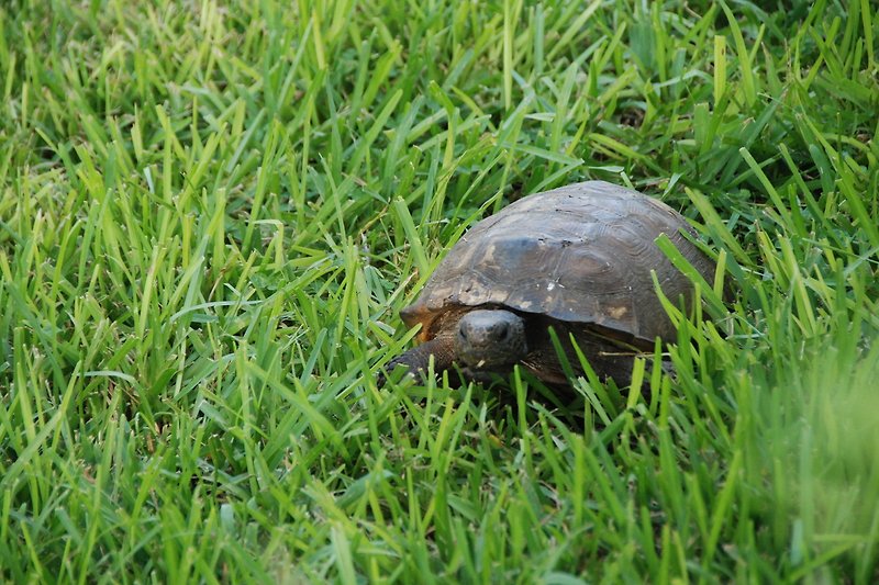Wasserschildkröten vom See hinter dem Haus.