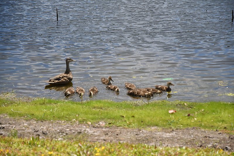 Entenfamilie im See hinter dem Haus