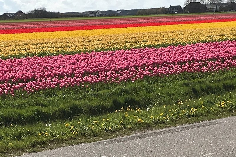 Tulpenfelder auf Texel