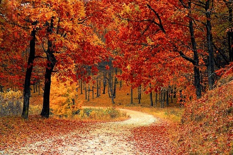 Herbstlicher Waldweg mit bunten Blättern und Bäumen.