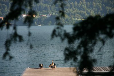 Romantyczny prawo oaza nad jeziorem