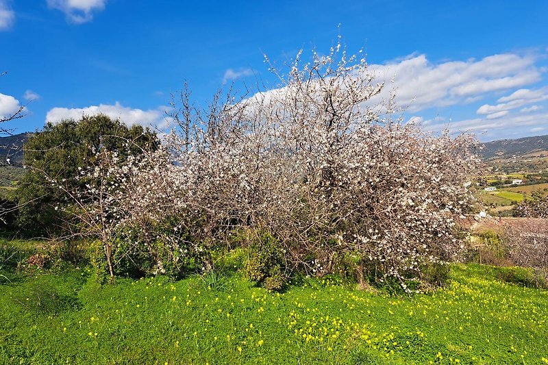 The almond trees are in flower