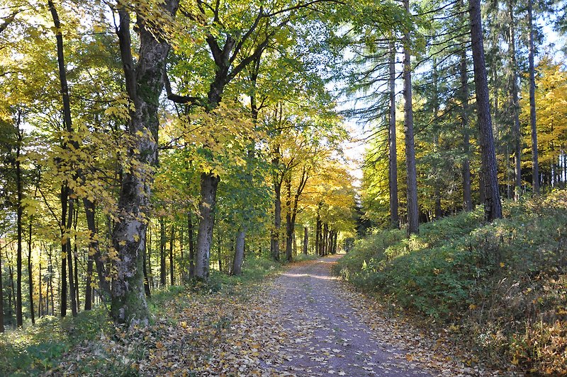 Wald bei Goldlauter-Heidersbach
