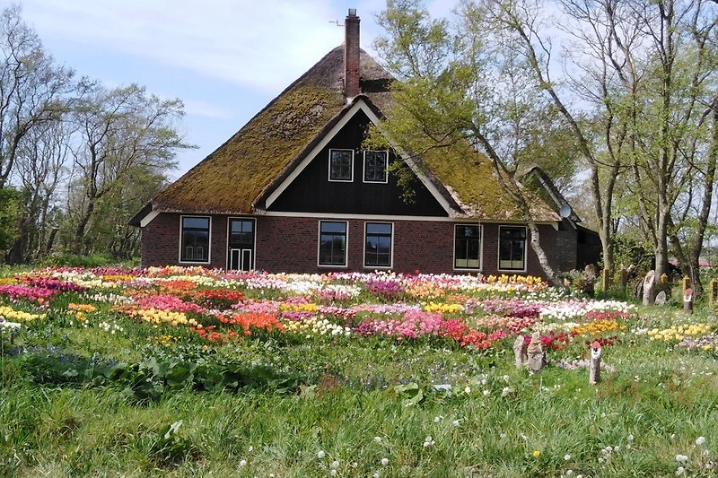 La floraison des tulipes