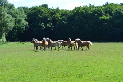 Vakantiewoning Kranichnest