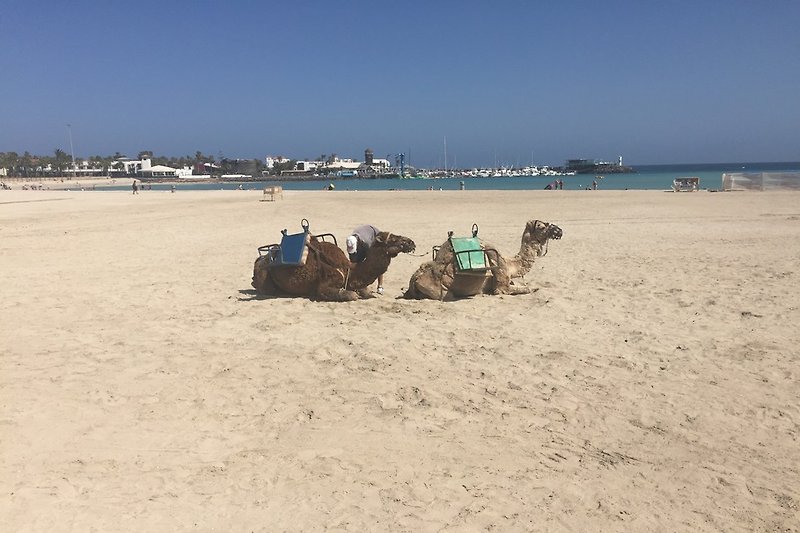 In wenigen Sekunden am breiten Sandstrand bei den Kamelen
