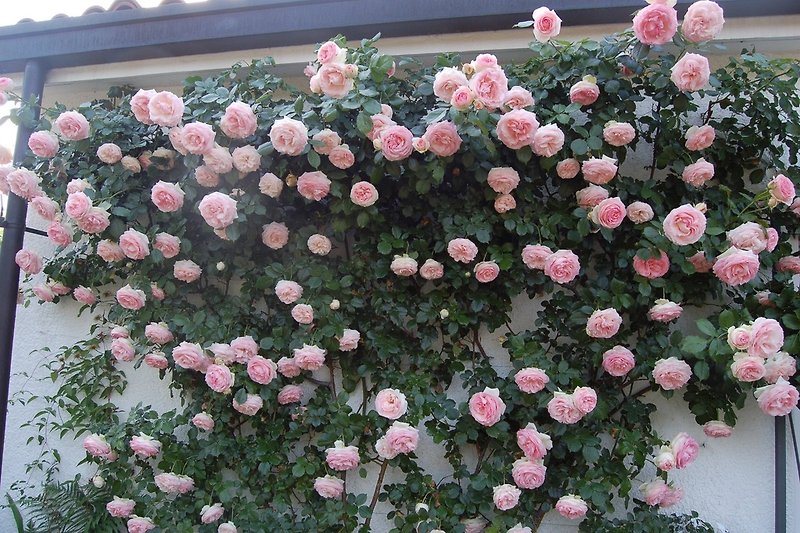 Rosen beim Eingang