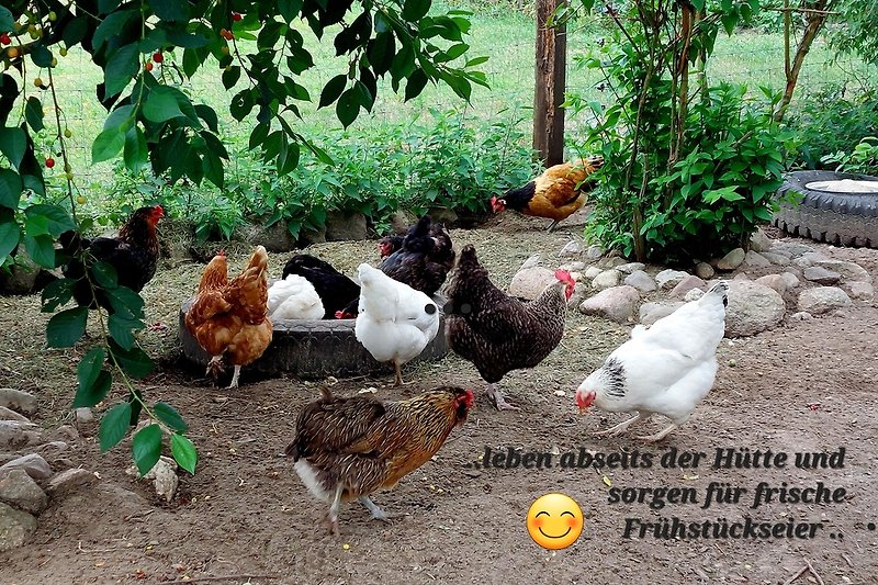Unsere glücklichen Hühner 