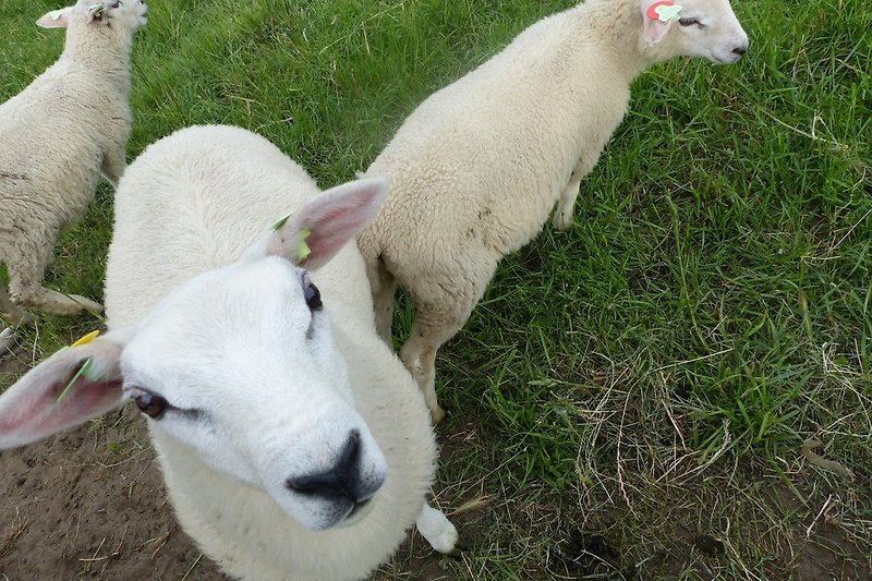 Schafe auf dem nahegelegenen Deich