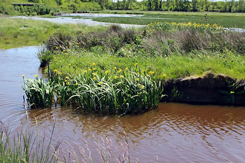 Marsh (Hinterland)