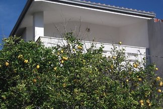 Taloro