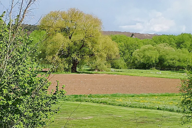 Uitzicht op het bos vanuit het appartement