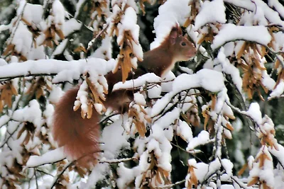 Villa "Haus Hoheneck" in Bad Sachsa