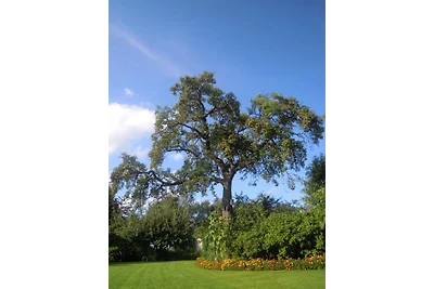 Schütterwiese