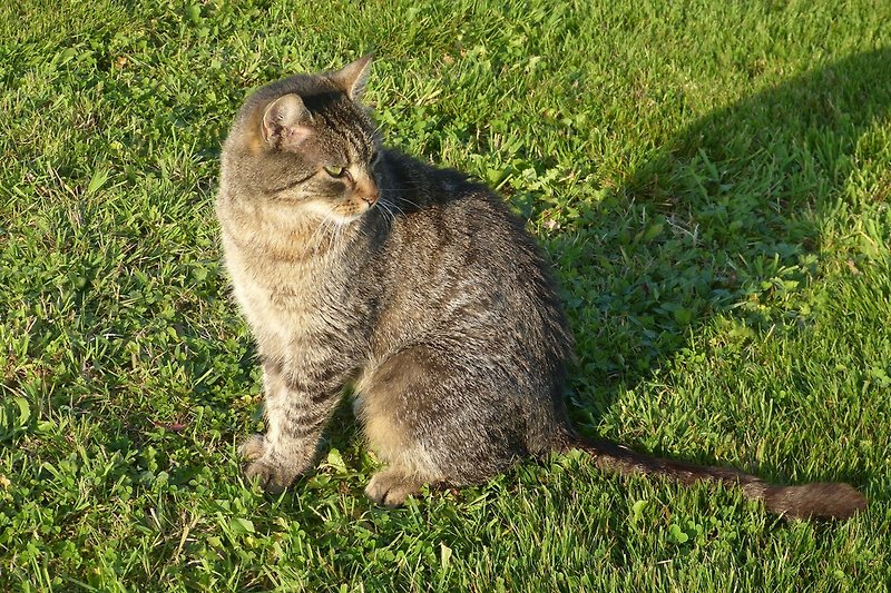 Unsere Diva. wenn sie will, eine verschmuste Katze. Aber auch schnell launisch. Halt wie eine richtige Diva. 