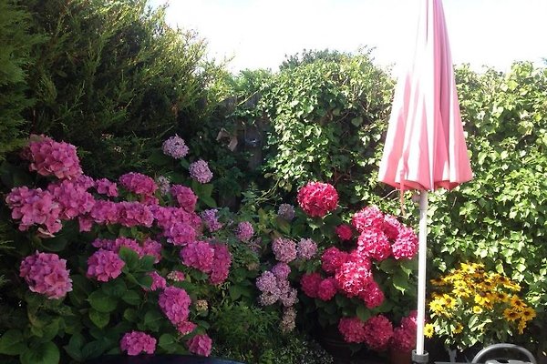 Das Seepferdchen, Texel in De Koog - Frau I. Kühn