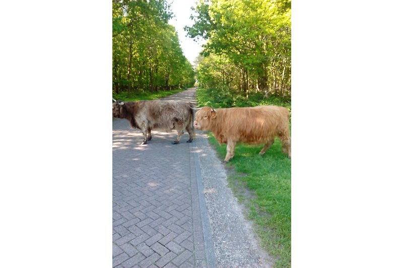 Die wilden Kühe im Wald