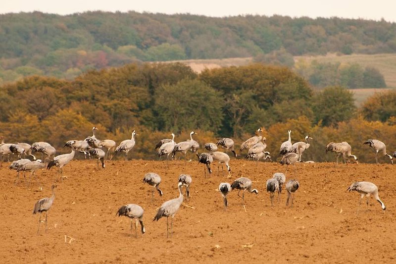 In autunno, vi aspetta lo spettacolo grandioso della migrazione degli uccelli.