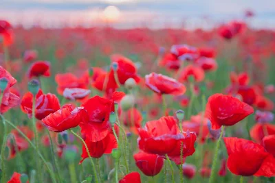 S01 gemütlich, nahe der Kreideküste