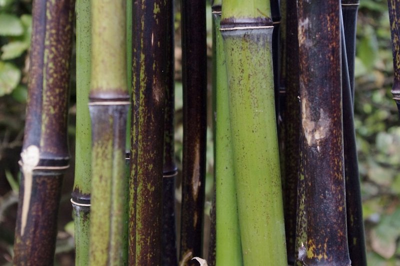 czarny bambus