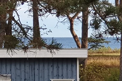 Seepferdchen 204