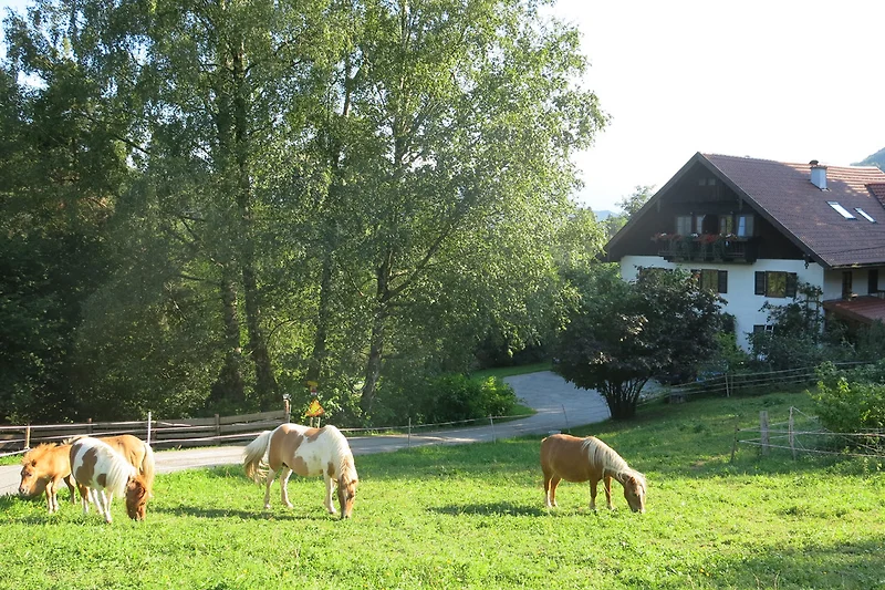 Wimmerhof, pony's in de weide