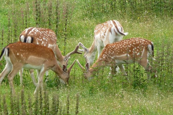 Ferienwohnung im Erzgebirge in Gelenau - Frau A. Müller