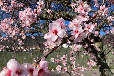 Appartamento Vacanza con famiglia Pleisweiler-Oberhofen