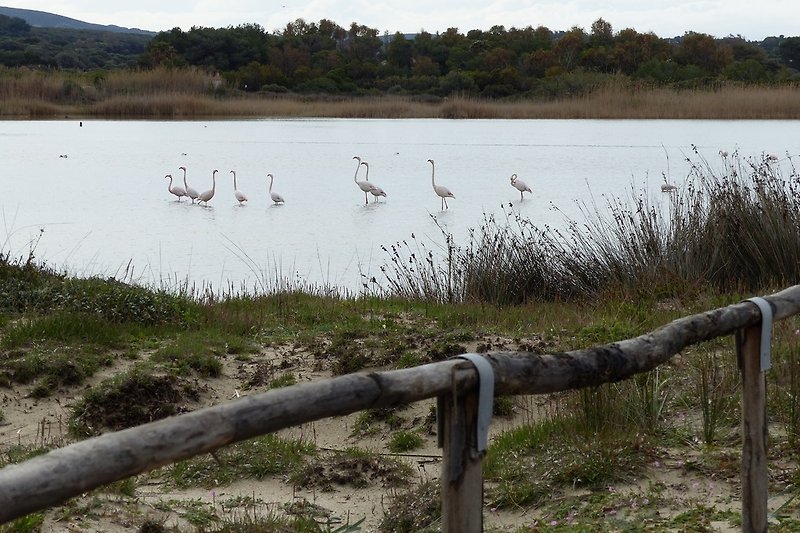 Flamingos an der alten Saline