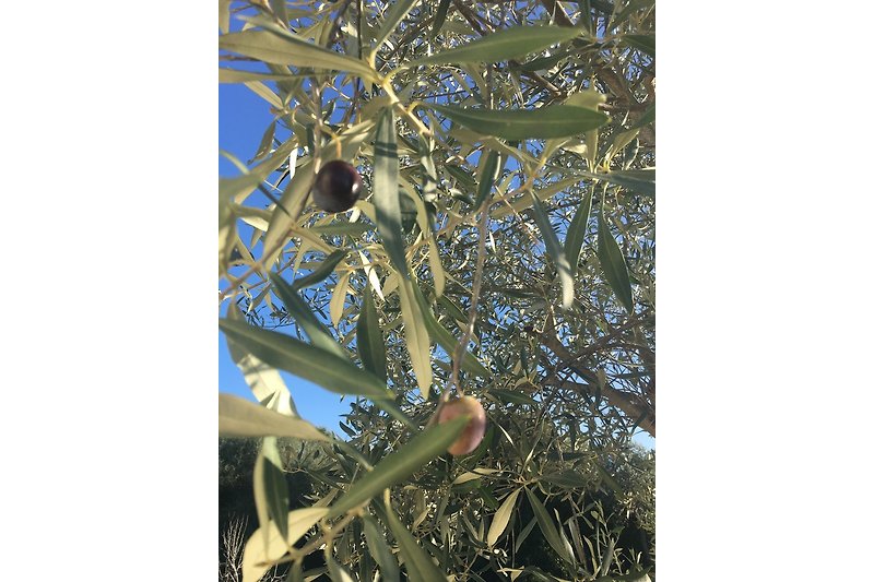 Oliven aus eigener Ernte