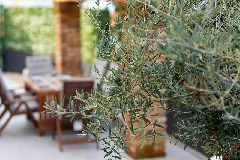 The Olive Tree Apartment