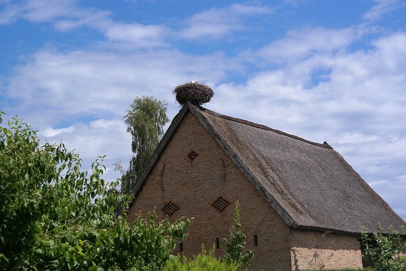 Large Quassow - Stork Nest