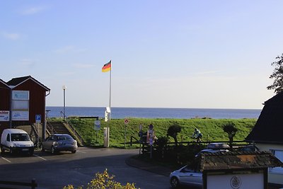 Seemöwe