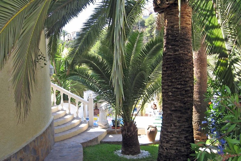 tropischer Palmengarten rund um das Haus...
