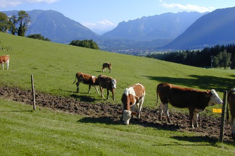 Ausblick vom Bauernhof auf die Berge in Berchtesgaden und ins Tal