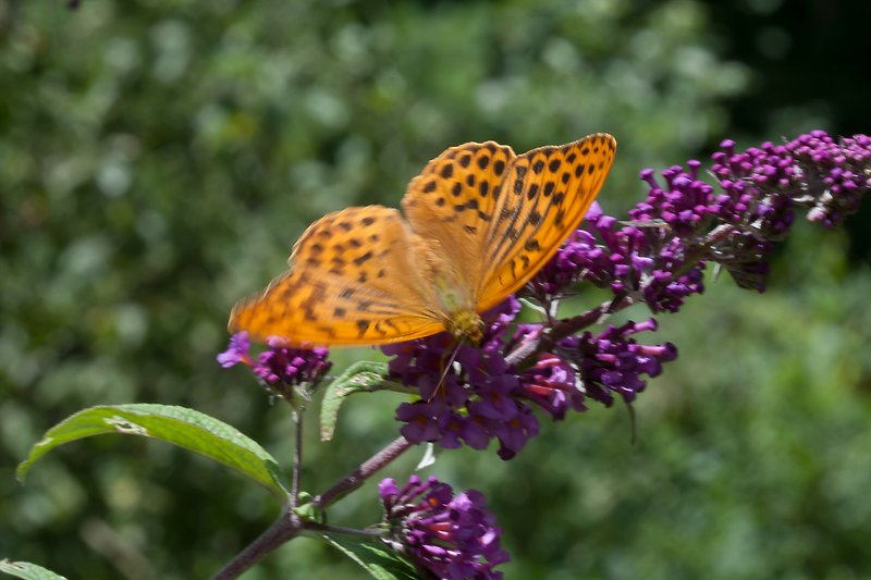 We let the plants thrive, the reward is many species of butterflies.