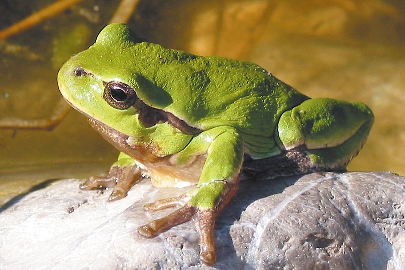 The tree frog - its concert can be heard from April to June.