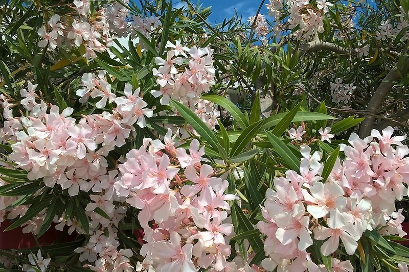 blühender Oleander