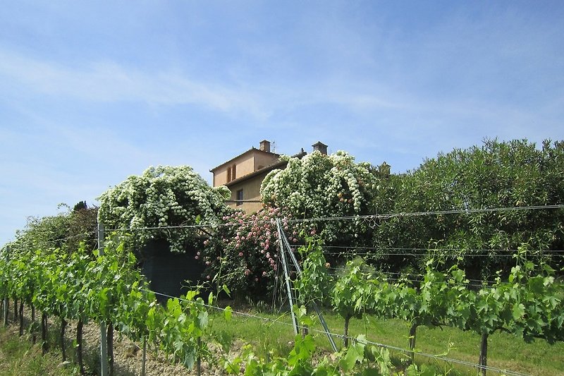 Holidayhome in Tuscany, our vineyard